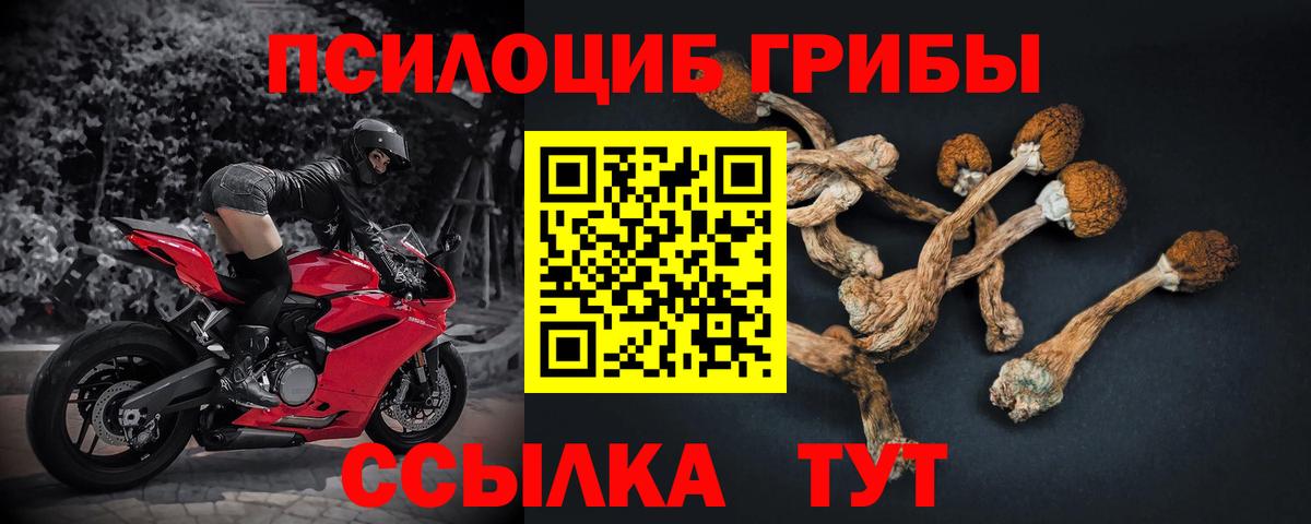 Псилоцибиновые грибы Psilocybine cubensis Ачхой-Мартан